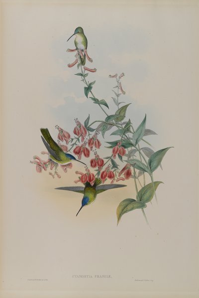 Cyanomyia Franciae: Francias Azurkrone von John Gould